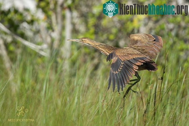 Vườn quốc gia Everglades - Hợp chủng quốc Hoa Kỳ
