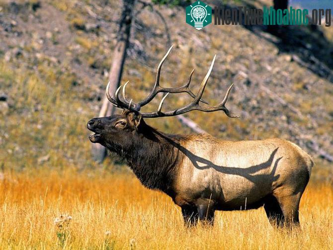 Vườn quốc gia Yellowstone - Hợp chủng quốc Hoa Kỳ- ảnh 12