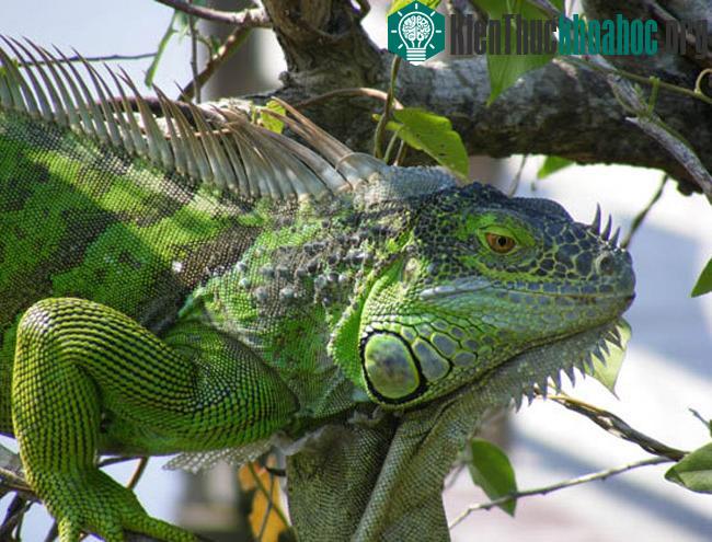 Vườn quốc gia Everglades - Hợp chủng quốc Hoa Kỳ