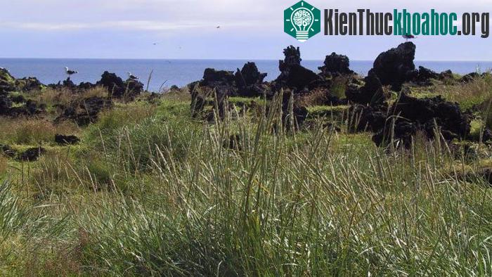 Năm 2008, UNESCO công nhận hòn đảo núi lửa Surtsey là di sản thiên nhiên thế giới vì nhứng giá trị vô giá về khoa học.
