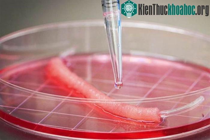 Y học tái sinh cũng mang lại hy vọng cho những cựu chiến binh cụt tay chân,...