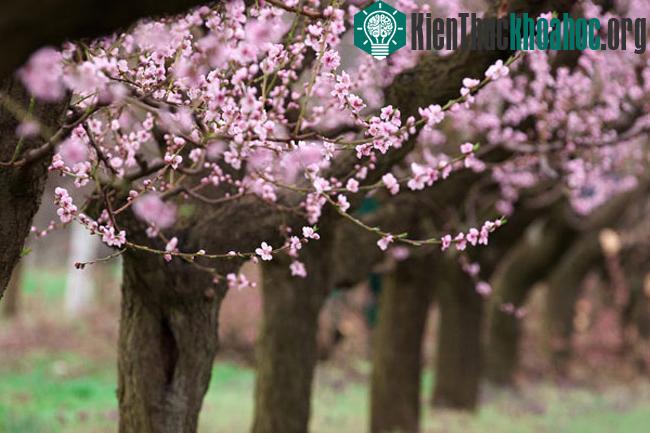 Những cánh đồng bạt ngàn hoa khiến Wachau có vẻ đẹp thanh bình, hiền hòa và rất lãng mạn.