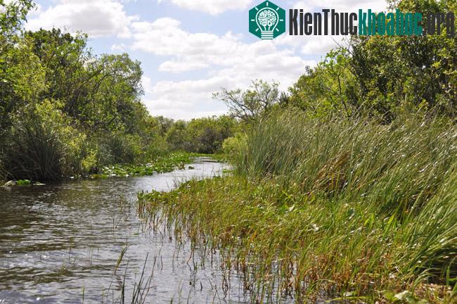 Vườn quốc gia Everglades - Hợp chủng quốc Hoa Kỳ