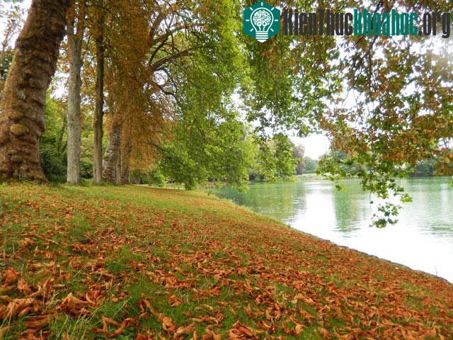 Lâu đài Fontainebleau - Pháp- ảnh 18
