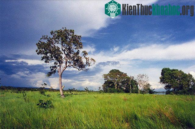 Với diện tích vô cùng rộng lớn như vậy, vườn chia thành những khu vực riêng biệt với hệ sinh thái đa dang dạng thích ứng với từng khu vực khác nhau tại vườn