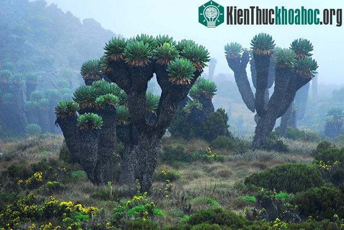Hệ thực vật đa dạng thay đổi theo chiều cao vùng núi tại vườn quốc gia núi Kenya