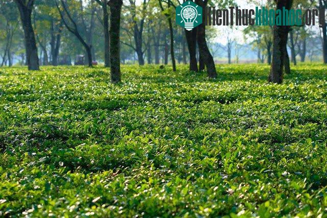 Tên gọi khu bảo tồn động vật hoang dã Manas được đặt theo tên của thần rắn Manasa