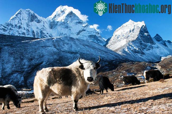 Công viên quốc gia Sagarmatha - Nepal- ảnh 3