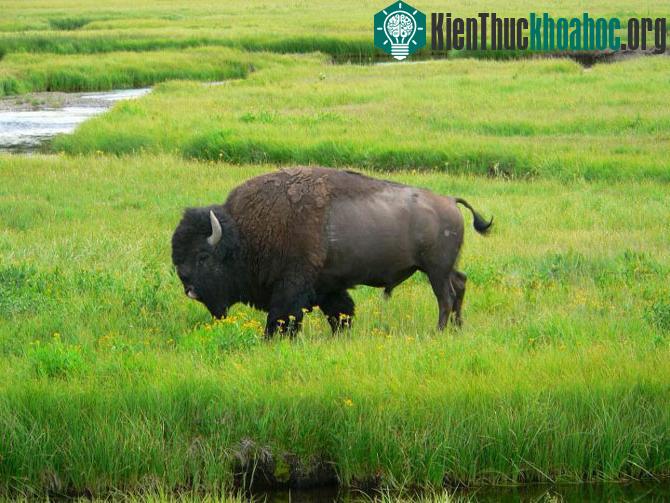 Vườn quốc gia Yellowstone - Hợp chủng quốc Hoa Kỳ- ảnh 3