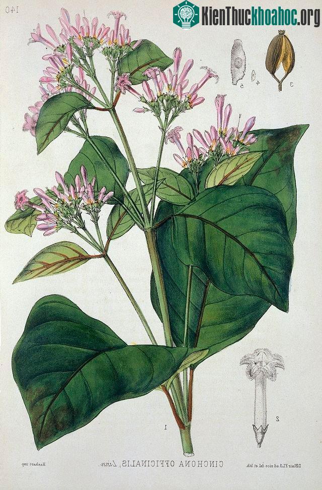 Bản khắc gỗ cây Quinin, 1880. (Ảnh: Wellcome Library).