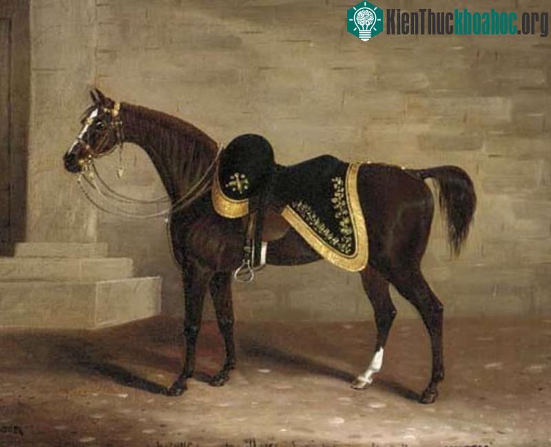 Copenhagen là chiến mã của Công tước Arthur Wellesley