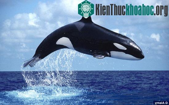 Phát hiện xác "quái vật" trên bãi biển