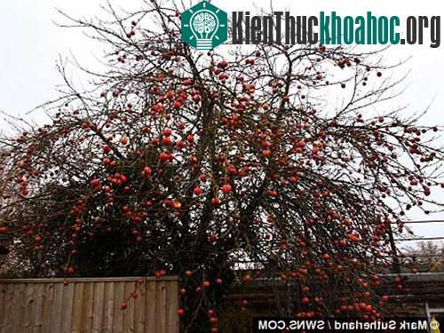 Cây táo trĩu quả chịu rét giỏi nhất ảnh 2
