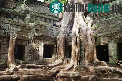Những rễ cây như bàn tay khổng lồ chụp xuống đền đài...