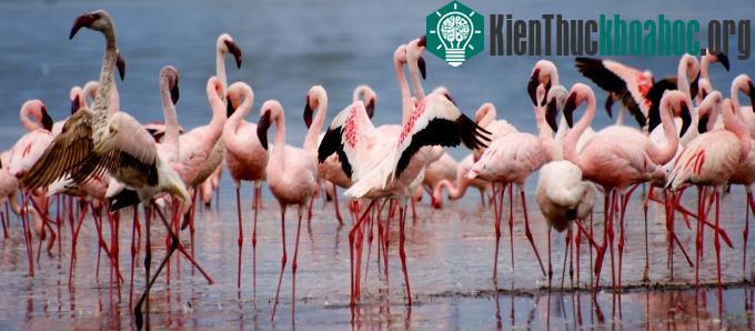 Những hồ nhỏ và các con suối trong thung lũng nứt vỡ lớn là nơi cư trú và sinh trưởng cho vô số loài tảo, cá và hàng trăm loài chim.