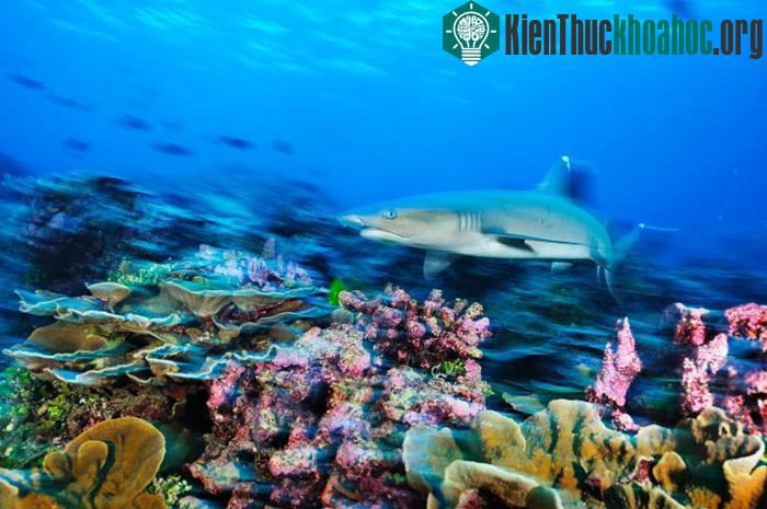 Khu bảo tồn đảo Phượng Hoàng nằm trên một vùng biển rộng lớn với diện tích khoảng 408.250 km2.