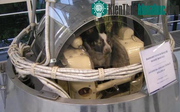 Phiên bản mô phỏng lại khoang chứa Laika trên Sputnik 2 tại một bảo tàng.