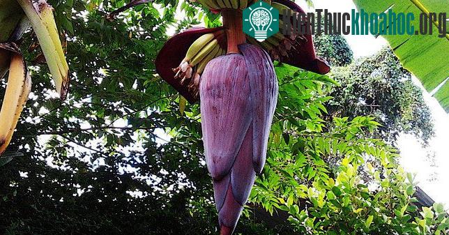 Bắp chuối cải thiện tâm trạng và giảm bớt lo lắng do giàu ma-giê.