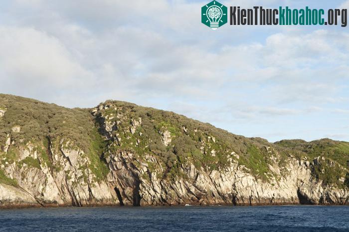 Đảo Auckland là đảo chính