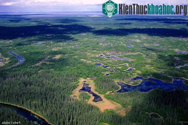 Vườn quốc gia Wood Buffalo - Canada