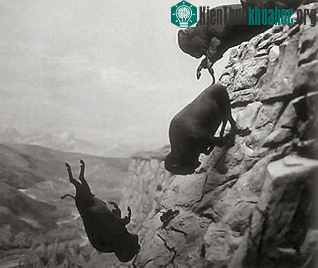 Vực bẫy trâu Head-Smashed-In - Canada