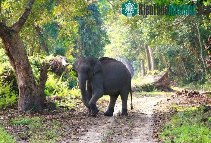 Cứ vào mùa thu, Vườn quốc gia Kaziranga là điểm đến của hàng ngàn loài động vật đến từ cao nguyên Tây Tạng và Siberia