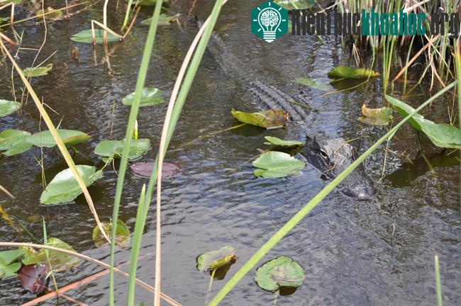 Vườn quốc gia Everglades - Hợp chủng quốc Hoa Kỳ