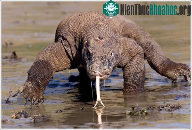 Vườn quốc gia Komodo - Indonesia