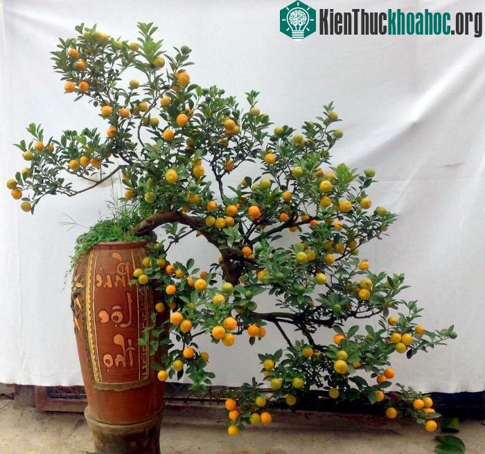 Một cây quất bonsai đẹp cho ngày Tết.