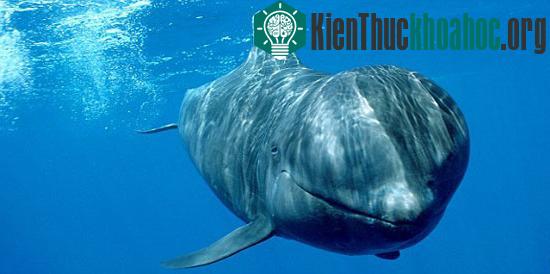 Phát hiện xác "quái vật" trên bãi biển