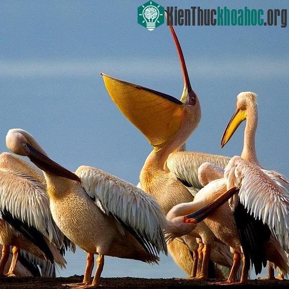 Hình ảnh những con bồ nông trắng.