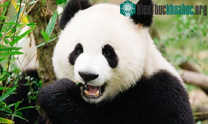 Gấu trúc là loài vật hoang dã được yêu thích ở nhiều quốc gia khác nhau trên thế giới.