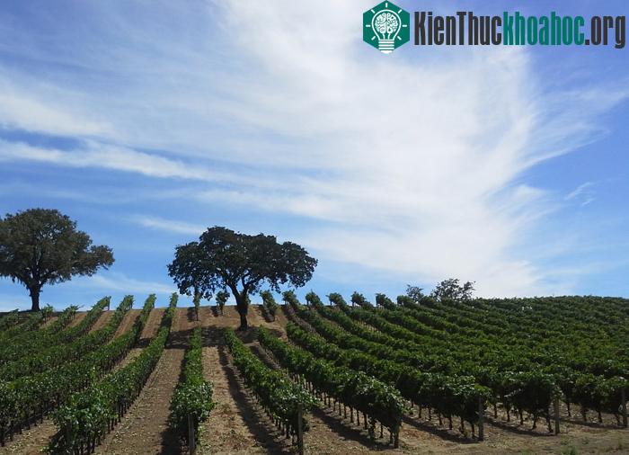 Nho được trồng ở đây đậm đà, thơm ngon hơn ở nhiều vùng khác vì thế trong suốt nhiều thế kỷ kinh tế ở đây rất phát triển nhờ nghề nấu rượu nho truyền thống