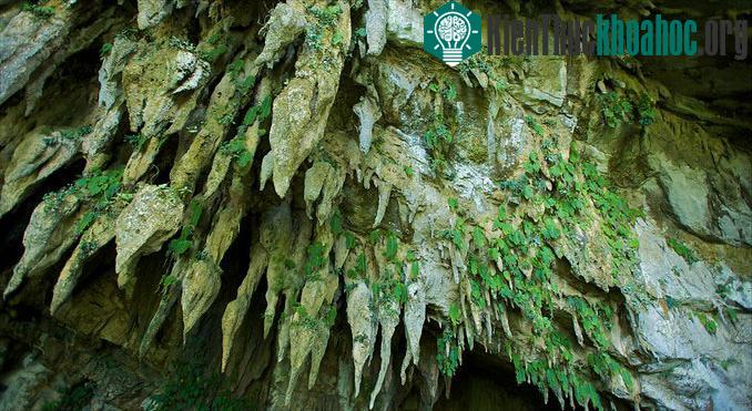 Hang động có cấu trúc hoàn hảo,với sự kết hợp của các lớp đá vôi tinh khiết, thác nước cao.