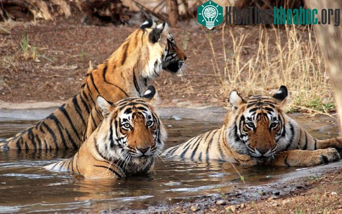 Loài hổ Bengal hoàng gia cũng được tìm thấy trong khu bảo tồn này