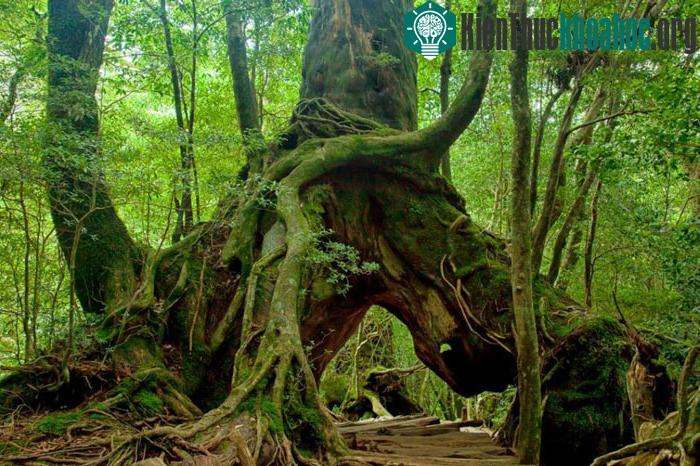 Thảm thực vật đa dạng với những cây tuyết tùng hàng nghìn năm tuổi trên đảo Yakhushima