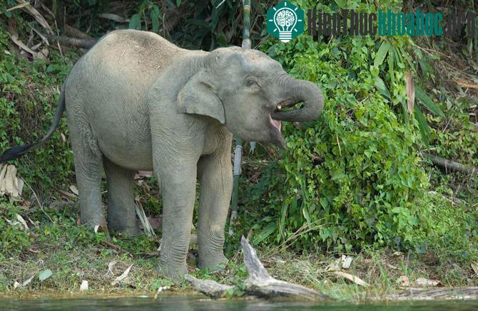 Hệ động thực vật của Khu bảo tồn động vật hoang dã ThungYai – Huai Kha Khaeng rất đa dạng với sự xuât hiện của một số loài đặc trưng đến từ Trung Quốc, Ấn Độ , Miến Điện.
