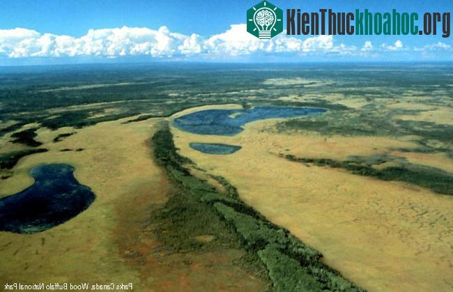 Vườn quốc gia Wood Buffalo - Canada