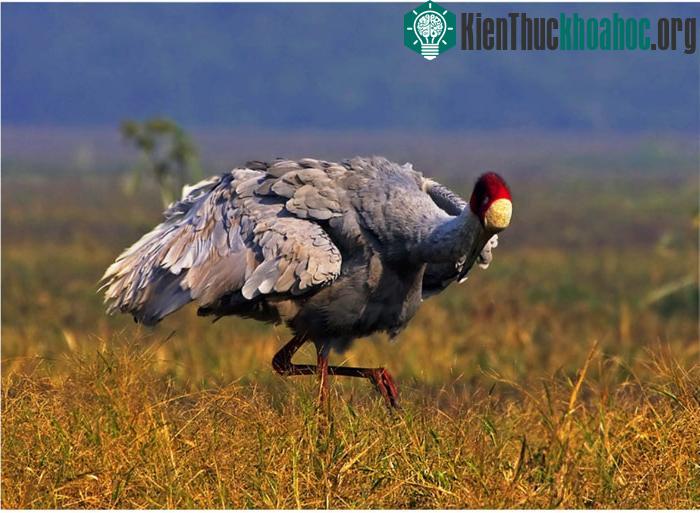 Đặc biệt ở đây có 1 giống chim vô cùng quý hiếm đó là sếu Siberia.