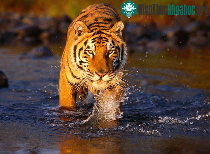 Từ trên xuống: Cá sấu; Hổ Bengal; Tê giác Châu Á - những động vật quý hiếm trên thế giới hiện đang cư trú tại Công viên Chitwan.