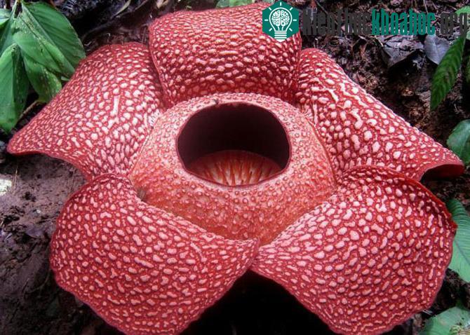 Vườn quốc gia Kinabalu - Malaysia