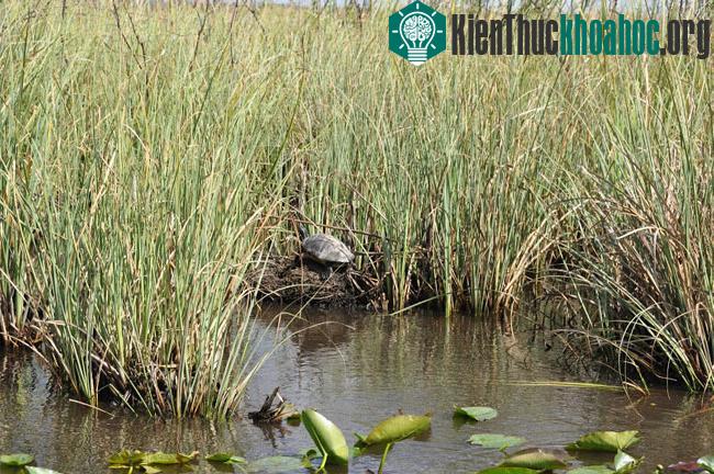Vườn quốc gia Everglades - Hợp chủng quốc Hoa Kỳ