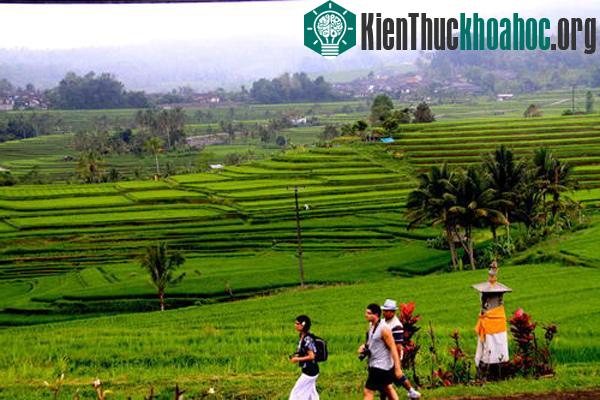 Hệ thống canh tác Subak ở Bali- ảnh 5