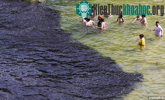 Cá nhuộm đen bờ biển Mexico ảnh 4