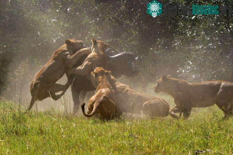 Đây là nơi sinh sống của hàng ngàn loài động thực vật hoang dã, quý hiếm.