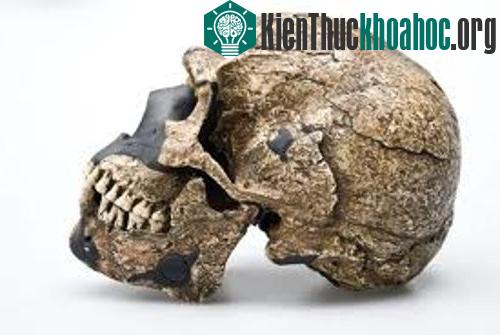 Các nhà khảo cổ học còn tìm được những mẫu hóa thạch mà dựa trên những mẫu hóa thạch đó có thể phác họa được khuôn mặt người tiền sử.