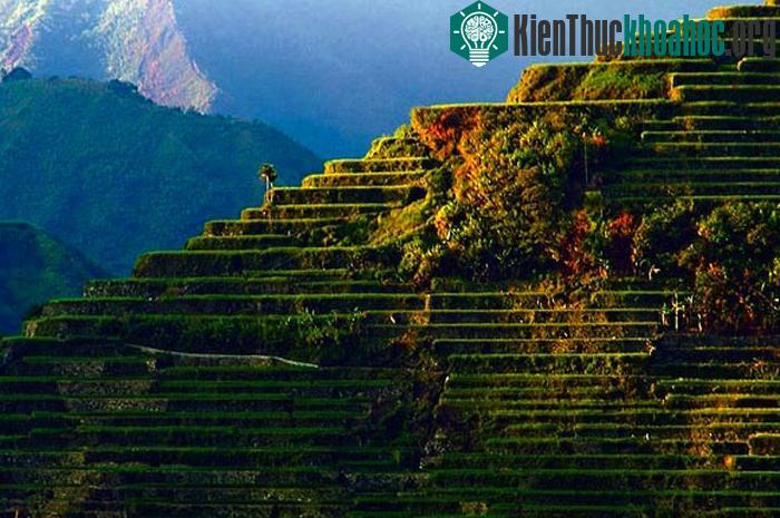 Những ruộng bậc thang này được xây dựng chủ yếu bằng tay vào thời kỳ còn rất ít công cụ hỗ trợ