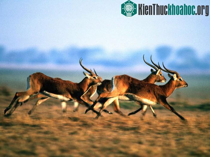 Quá trình tiến hóa và phát triển của hệ sinh thái cũng như hệ động thực vật tại vườn quốc gia núi Kenya là ví dụ nổi bật cho quá trình thay đổi để thích nghi với môi trường của các loài động vật, t...