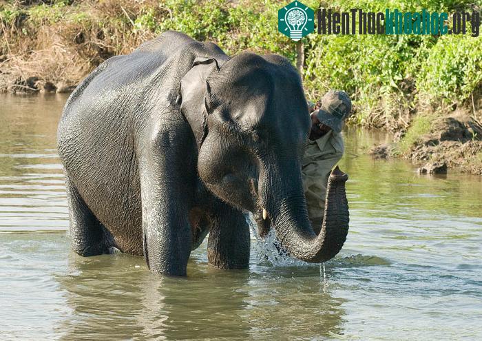 Khu bảo tồn động vật hoang dã thực chất chỉ là phần lõi của toàn bộ vườn quốc gia Manas.