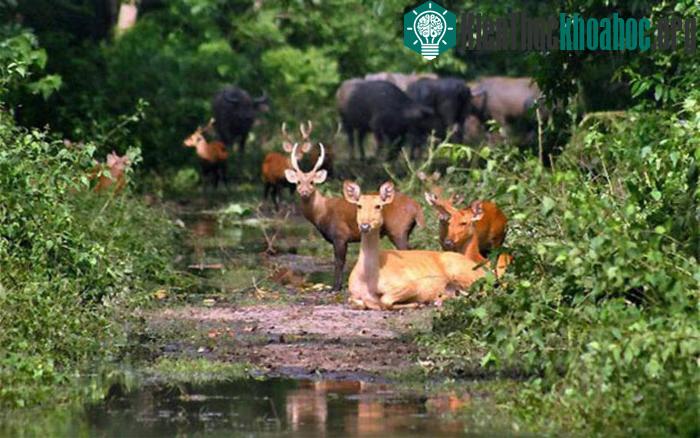 Trong số hàng ngàn loài chim ở đây có khoảng 100 loài đến từ Siberia, một số loài quý hiêm như bồ nông xám, chim ưng, đại bàng...